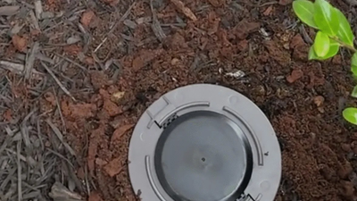 Termite Treatment & Control in Denton, MD | Virtues Professional Pest Control