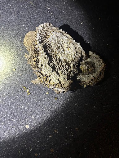 Photo from customer review